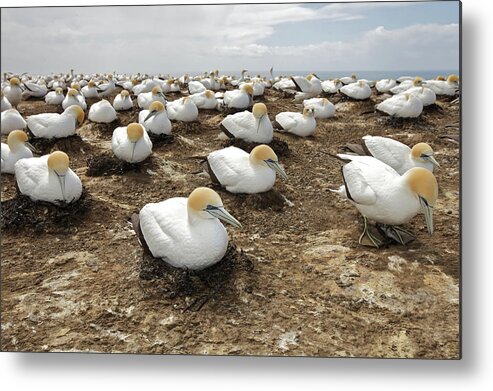 Animal Themes Metal Print featuring the photograph Gannet Colony by Sven Klerkx
