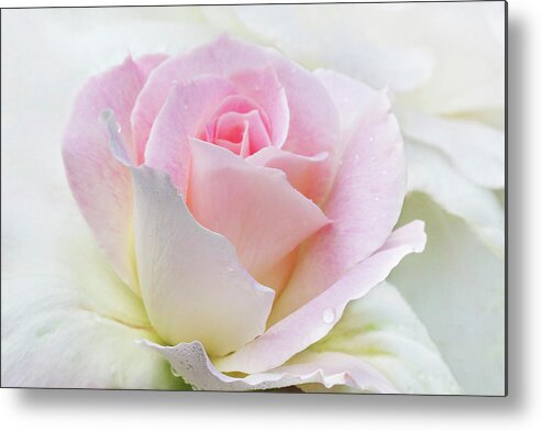 Gentle Beauty Metal Print featuring the photograph Gentle Beauty by Patty Colabuono