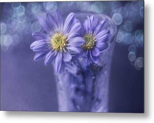 Transparent Metal Print featuring the photograph Gentle Beauty by Shihya Kowatari