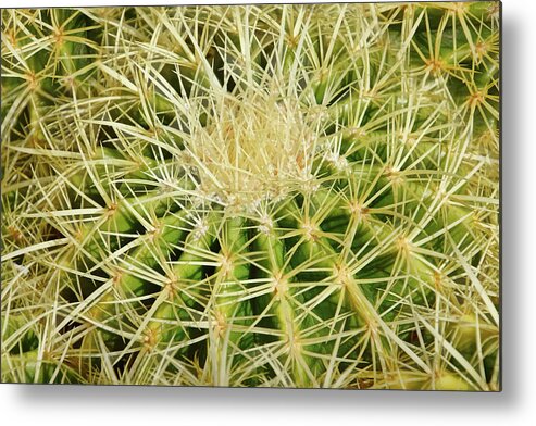 Giant Barrel Cactus Metal Print featuring the photograph Geometry of Spines II by Leda Robertson