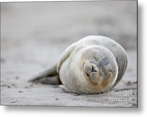 Animal Themes Metal Print featuring the photograph Germany, Schleswig-holstein, Helgoland by Westend61