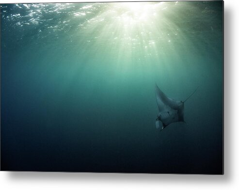 Underwater Metal Print featuring the photograph Giant Manta Ray by Nicole Young