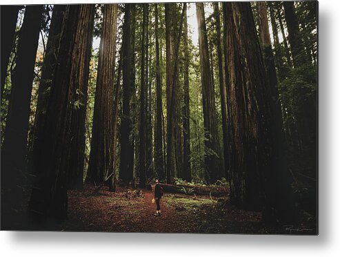 Inspiration Metal Print featuring the photograph Giant Redwood Forest, Northern California, America - November 30 by Ryan Kelehar