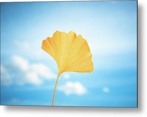 Ginkgo Metal Print featuring the photograph Gingko in the Sky by Philippe Sainte-Laudy