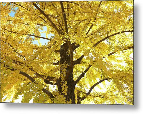 Ginkgo Tree Metal Print featuring the photograph Gingko Tree In Autumn, Tokyo by Wada Tetsuo/a.collectionrf