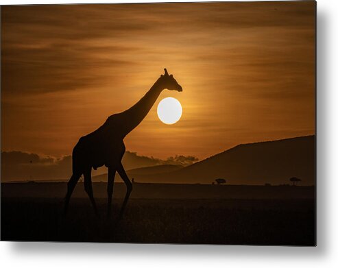 Africa Metal Print featuring the photograph Giraffe On Sunset by Ronen Rosenblatt