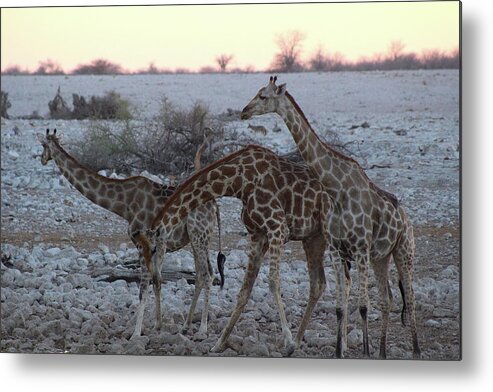  Metal Print featuring the photograph Giraffes by Eric Pengelly