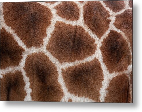Animal Skin Metal Print featuring the photograph Giraffes Skin Texture by Andrew Dernie