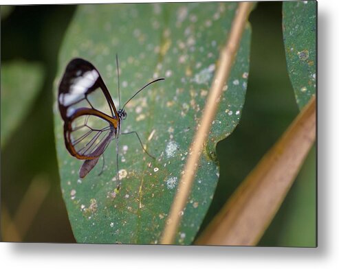 Calarca Metal Print featuring the photograph Glasswing Butterfly Jardin Botanico del Quindio Calarca Colombia by Adam Rainoff