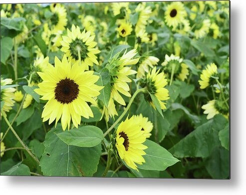 Sunflower Metal Print featuring the photograph Glorious Sunflowers by Aimee L Maher ALM GALLERY