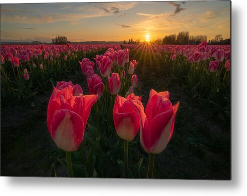 Cloud Metal Print featuring the photograph Glowing Tulips by Lydia Jacobs