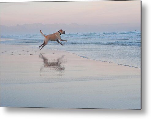 Animal Themes Metal Print featuring the photograph Go Fetch by Nadine Swart