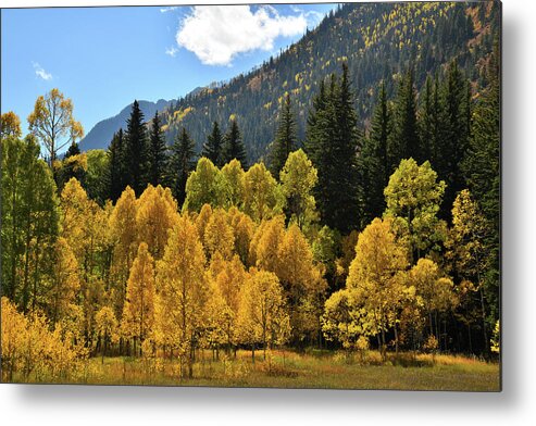 Colorado Metal Print featuring the photograph Golden Aspens on the Road to Marble Colorado by Ray Mathis
