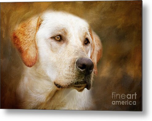 Dog Metal Print featuring the photograph Golden Boy by Eleanor Abramson