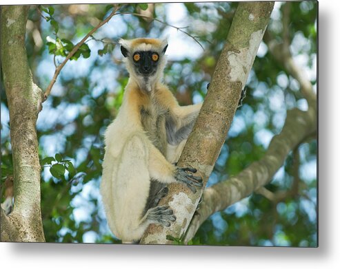 149228 Metal Print featuring the photograph Golden-crowned Sifaka Propithecus by Nhpa
