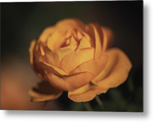 Flower Metal Print featuring the photograph Golden Hour Goddess by TL Wilson Photography by Teresa Wilson