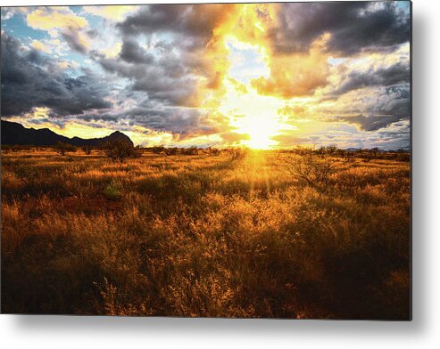 Grass Metal Print featuring the photograph Golden light of southern Arizona by Chance Kafka