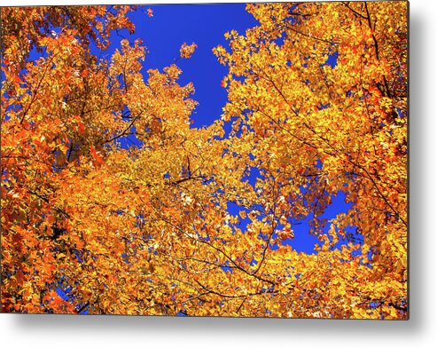 Autumn Colors Metal Print featuring the photograph Golden Oaks by Dawn Richards