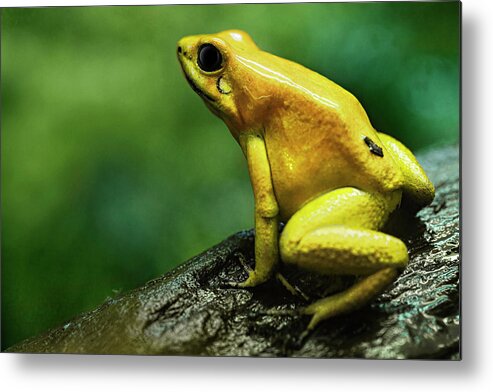 Alertness Metal Print featuring the photograph Golden Poison Frog by Bjorn Holland
