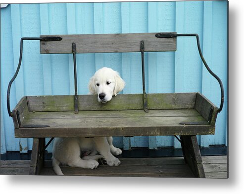 Pets Metal Print featuring the photograph Golden Retrieven Puppy by Mikael Törnwall