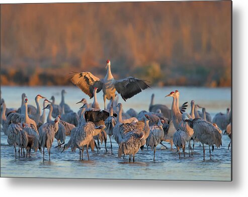 Animals Metal Print featuring the photograph Good Morning by Jun Zuo