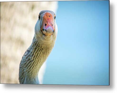 Wildlife Metal Print featuring the photograph Goose Stare Down by Joe Leone