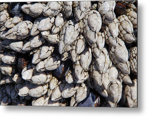 Cobble Beach Metal Print featuring the photograph Gooseneck barnacles by Steve Estvanik