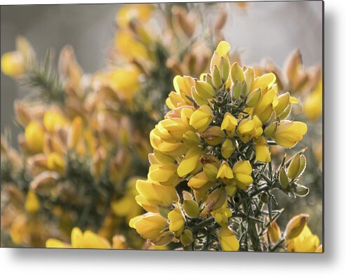 Wildlifephotograpy Metal Print featuring the photograph Gorse by Wendy Cooper