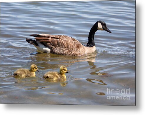 Photography Metal Print featuring the photograph Goslings swimming with Parent by Alma Danison