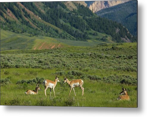 Wildlife Metal Print featuring the photograph Gossiping antelope by Julieta Belmont