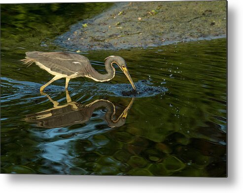Birds Metal Print featuring the photograph Gotcha by Donald Brown