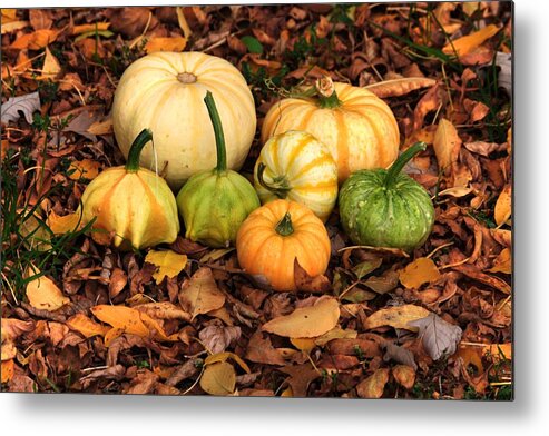 Autumn Fall Colours Colors Winter Red Yellow Red Orange Blue Harvest Evening The End Over This Before Winter Awakening Fall Colours Fall Color Summers End Pumpkins Halloween Leaves Gourds Fall Avenue Metal Print featuring the photograph Gourds grounded by David Matthews