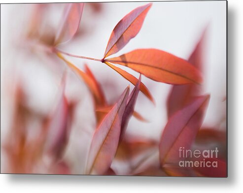 Orange Leaves Gracefully Blowing In The Wind Metal Print featuring the photograph Grace In Motion by Mary Lou Chmura