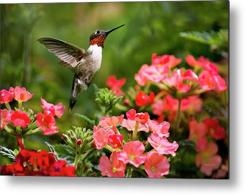 Hummingbird Metal Print featuring the photograph Graceful Garden Jewel by Christina Rollo