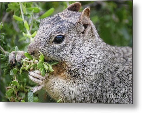 Squirrels Metal Print featuring the photograph Gray Squirrel Eating Berries by Al Andersen