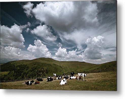 Desaturated Metal Print featuring the photograph Grazing Cows In The Mountains by Scacciamosche