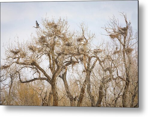 Great Blue Heron Metal Print featuring the photograph Great Blue Heron Rookery by James BO Insogna