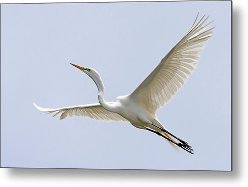 Stillwater Wildlife Refuge Metal Print featuring the photograph Great Egret 2 by Rick Mosher