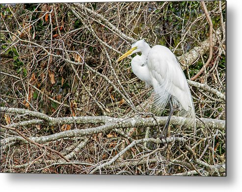 Egret Metal Print featuring the photograph Great Egret by Bob Decker