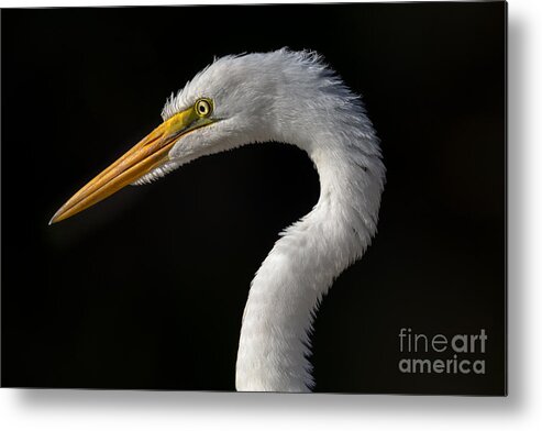 Egret Metal Print featuring the photograph Great Egret Portrait by Lisa Manifold