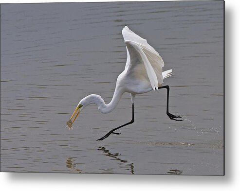 Great Metal Print featuring the photograph Great Egret by Ray Cooper