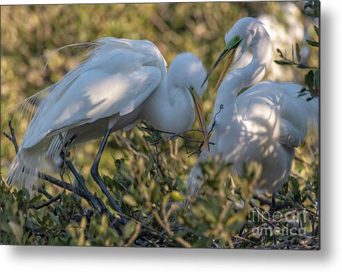 Egrets Metal Print featuring the mixed media Great Egrets Precious Moment by DB Hayes