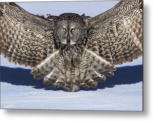 Owl Metal Print featuring the photograph Great Grey Owl by Jun Zuo