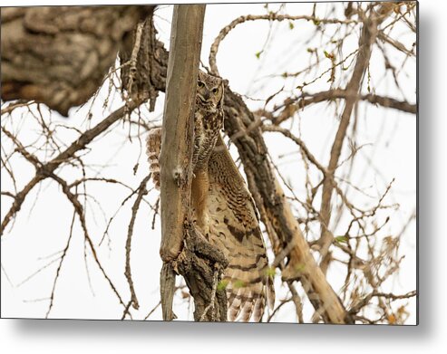 Owl Metal Print featuring the photograph Great Horned Owl Stretches Out by Tony Hake