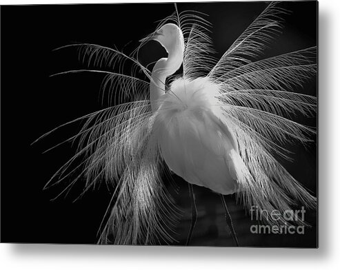   Great White Egret Displaying Breeding Plumage; Black And White Portrait Of Great Egret Displaying Plumage Metal Print featuring the photograph Great White Egret Portrait - Displaying Plumage by Mary Lou Chmura