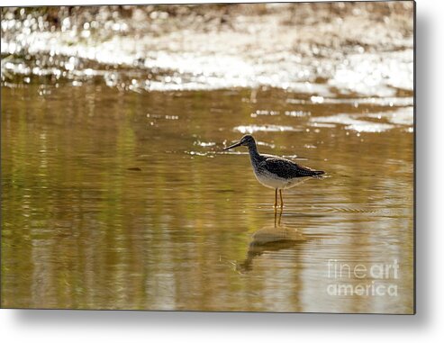 Greater Yellowlegs Metal Print featuring the photograph Greater yellowlegs shorebird by Sam Rino