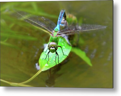Dragonfly Metal Print featuring the photograph Green Darner Dragonfly by Christina Rollo