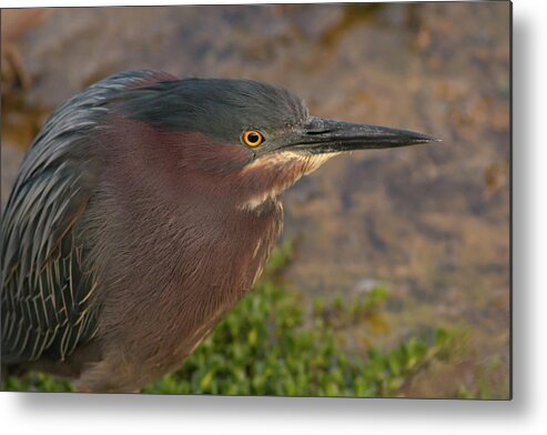 Heron Metal Print featuring the photograph Green Heron by Paul Rebmann