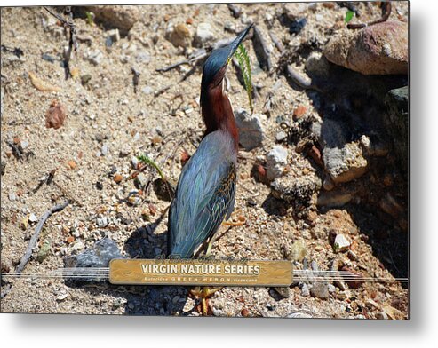 Green Heron Metal Print featuring the photograph Green Heron Strut - Virgin Nature Series by Climate Change VI - Sales