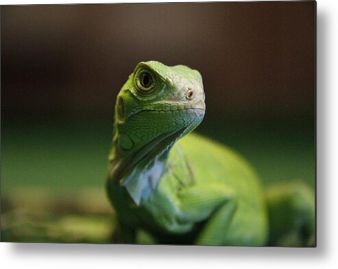 Alertness Metal Print featuring the photograph Green Iguana by Photographed By Hannes Steyn
